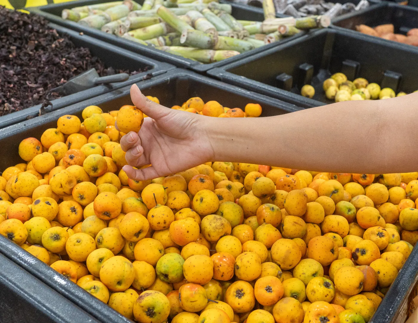Estilo de vida saludable y suplementación nutricional